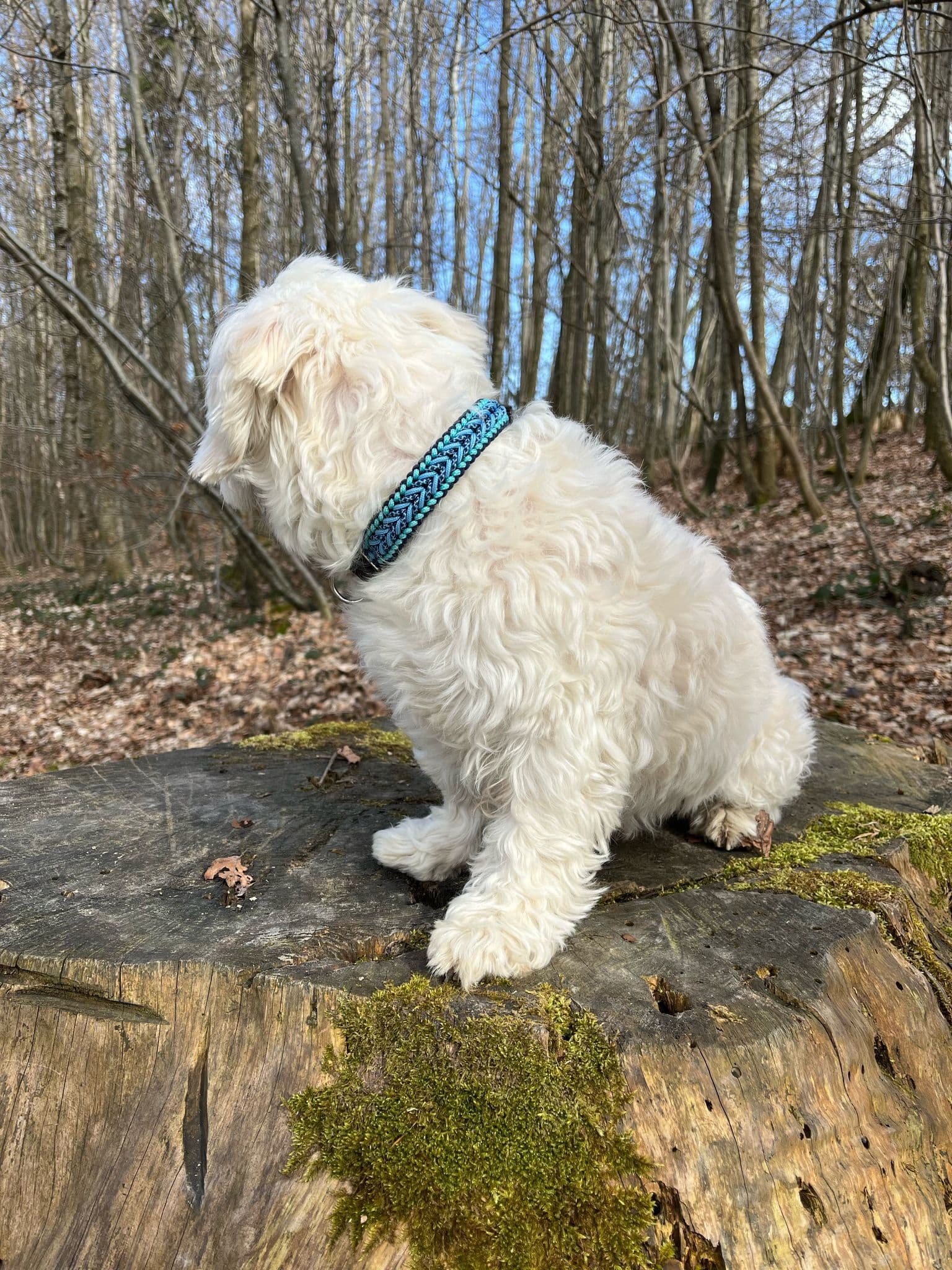 Hundehalsband Selecto, Blausee