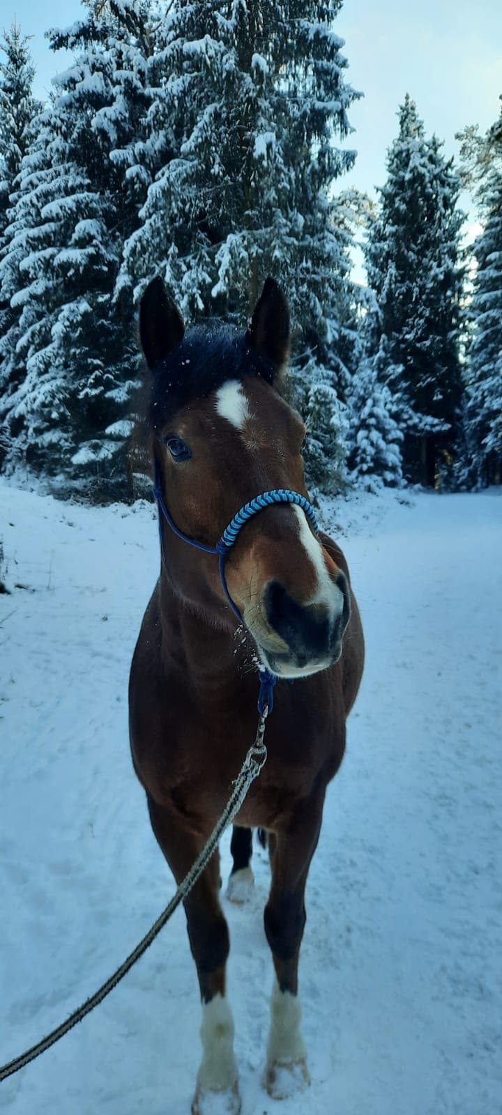 Knotenhalfter Benos Happiness, Nachthimmel